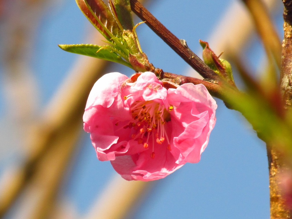 桃の花1