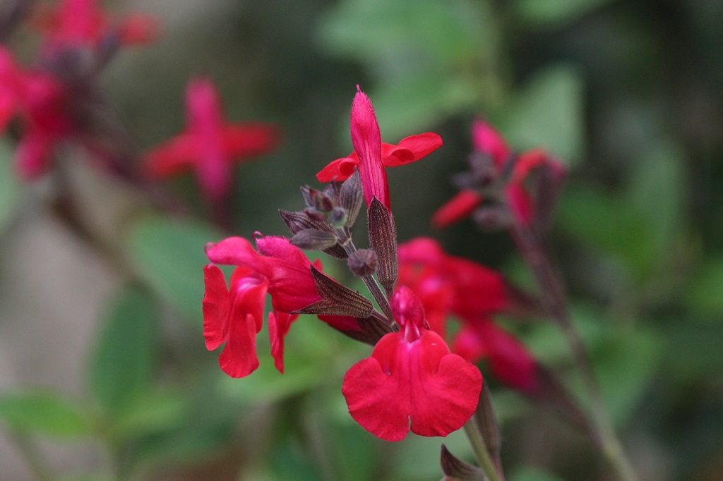 cherry sage11.3 cherry sage11.3