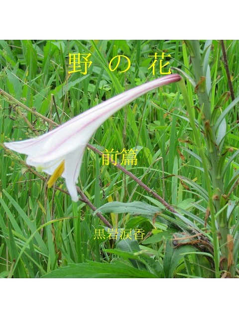 野の花