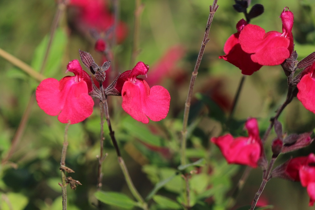 cheryseji11.7 cheryseji11.7