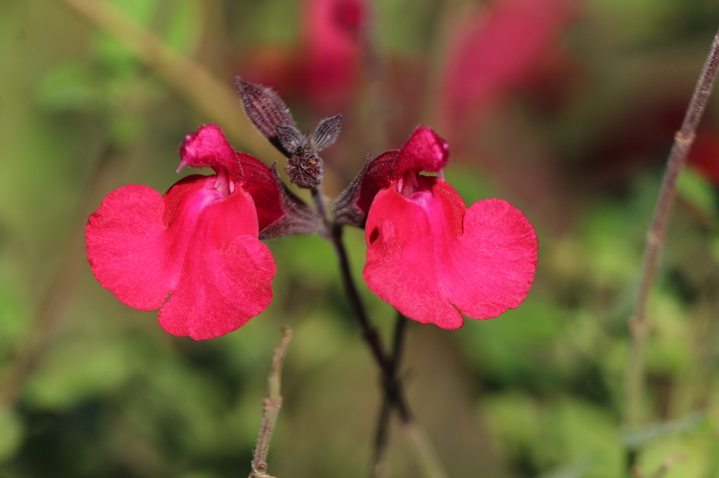 cheryseji11.7 cheryseji11.7