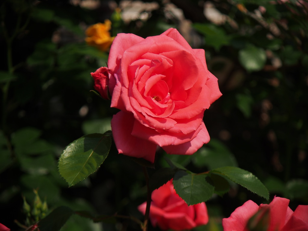 rose5.4