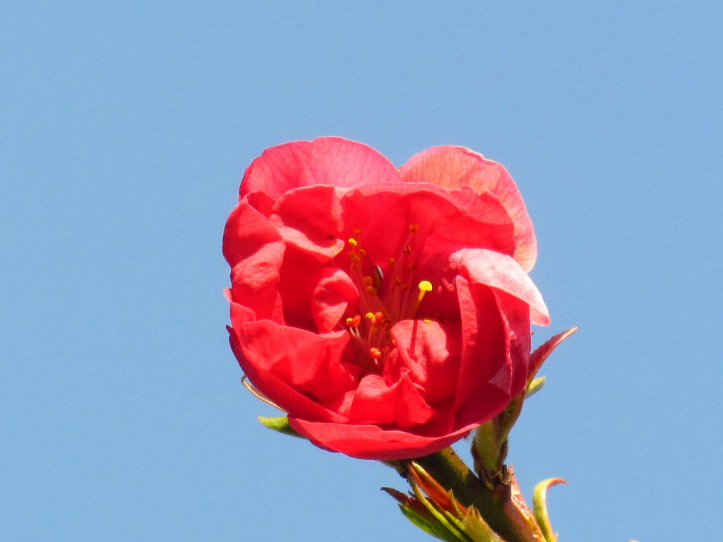 桃の花3