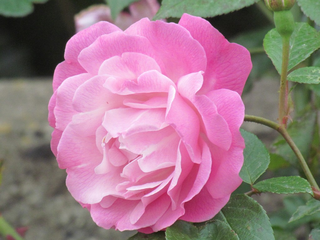 ピンクのバラ5.6