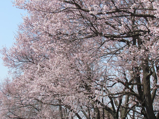 満開の桜4.1
