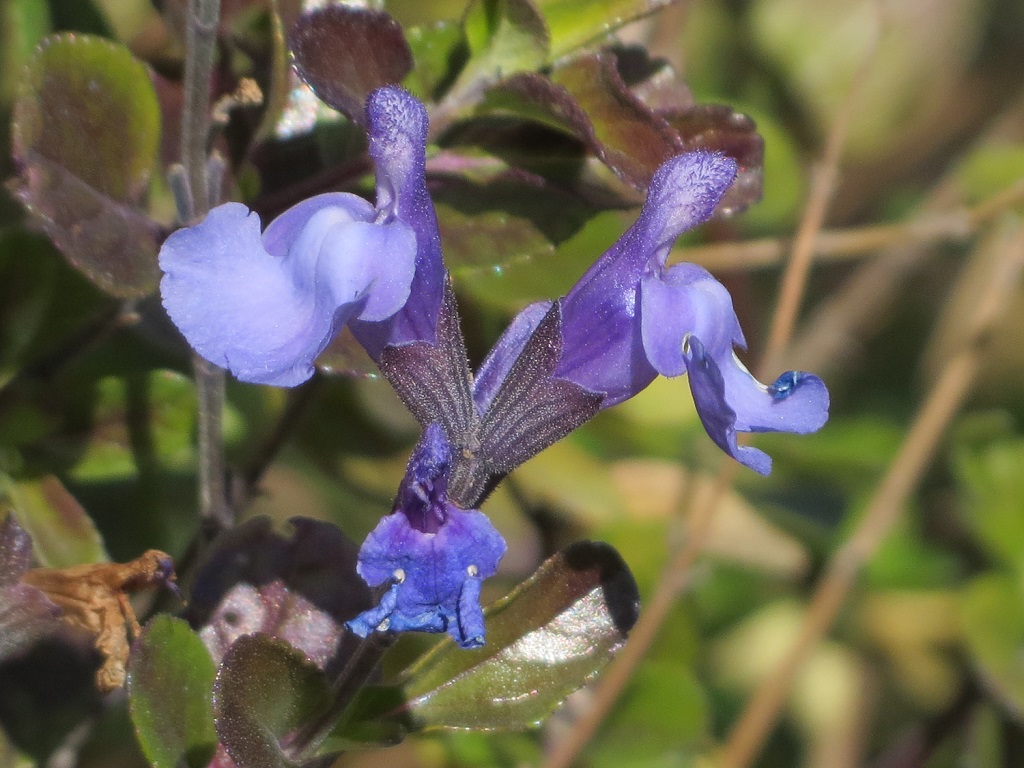 skyblueseji1.11 skyblueseji1.11