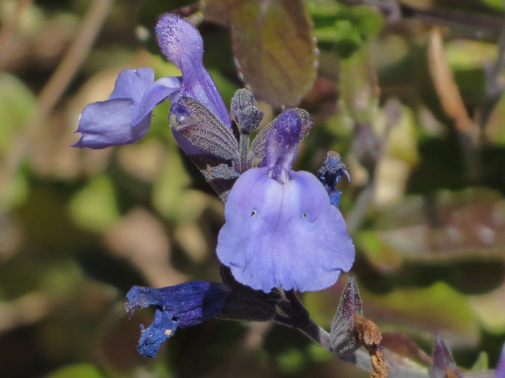 skyblueseji1.11 skyblueseji1.11